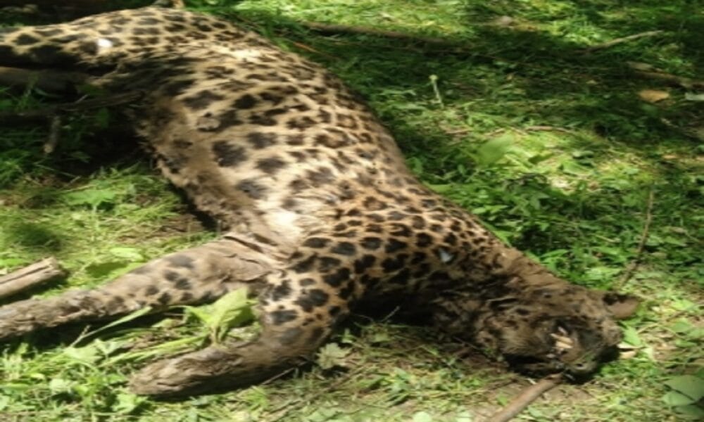 Leopard mom, 2 cubs electrocuted in Maha’s Gondia, 4 poachers arrested