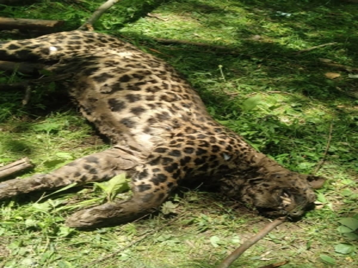 Leopard mom, 2 cubs electrocuted in Maha’s Gondia, 4 poachers arrested