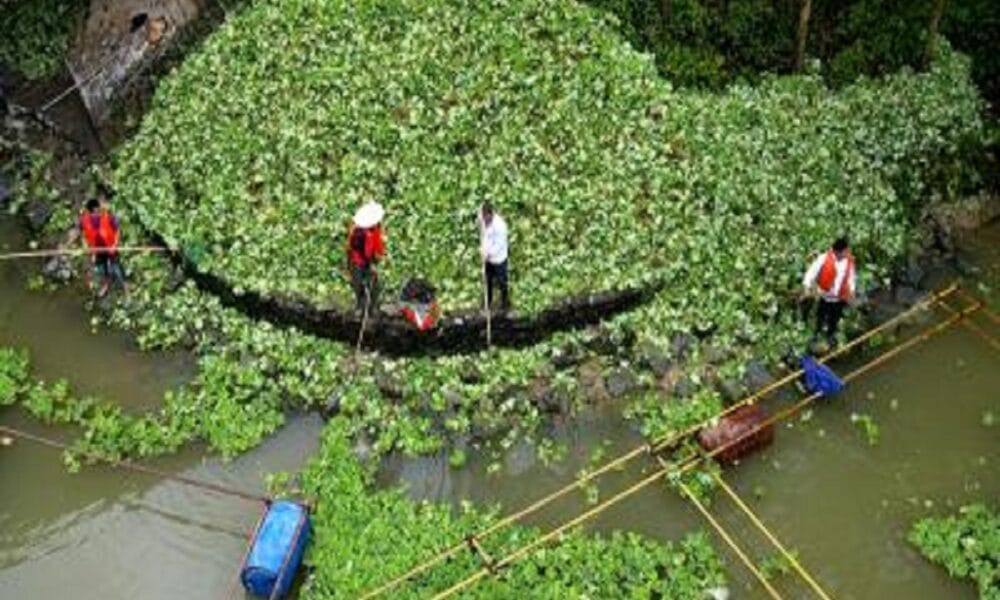 Over 37,000 alien species, comprising India’s hyacinth, pose threat to nature globally: IPBES