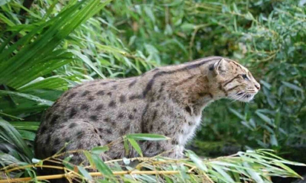 Bengal forest dept worried over increasing human attacks on fishing cats