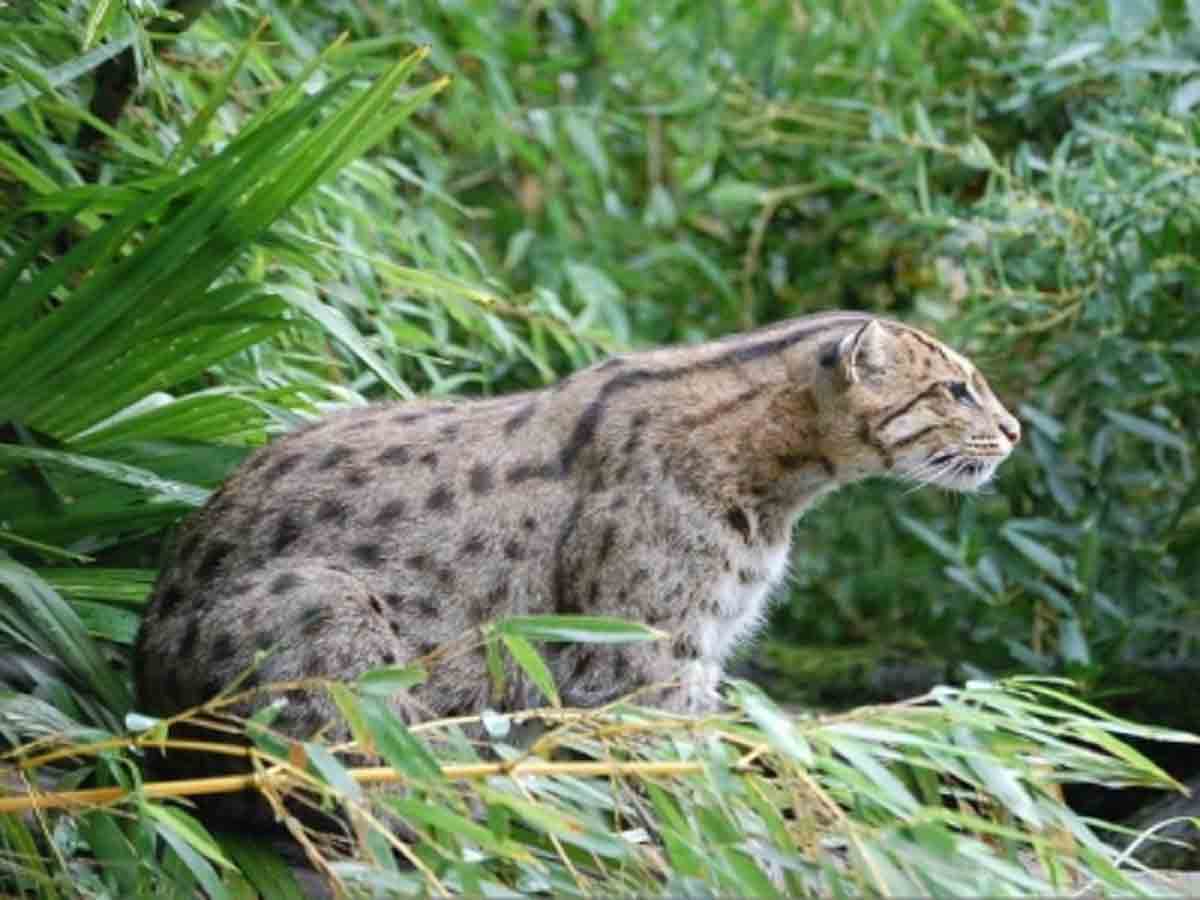 Bengal forest dept worried over increasing human attacks on fishing cats