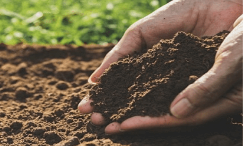 Lack of soil micronutrients linked to childhood stunting in India: Study