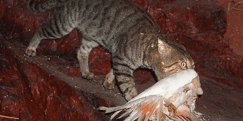 Australian government declares war on feral cats