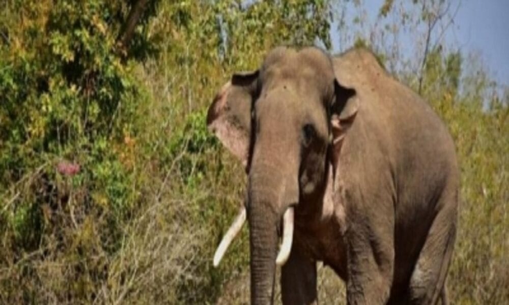 Blind elephant, rescued in 2021, dies in Mathura hospital