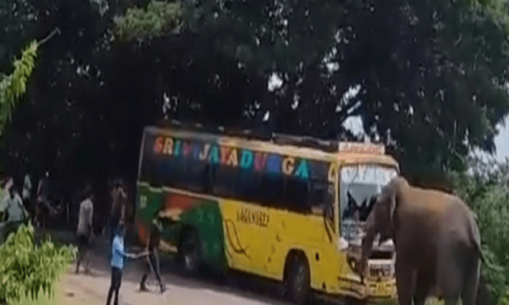 Elephant goes on rampage on highway in Andhra