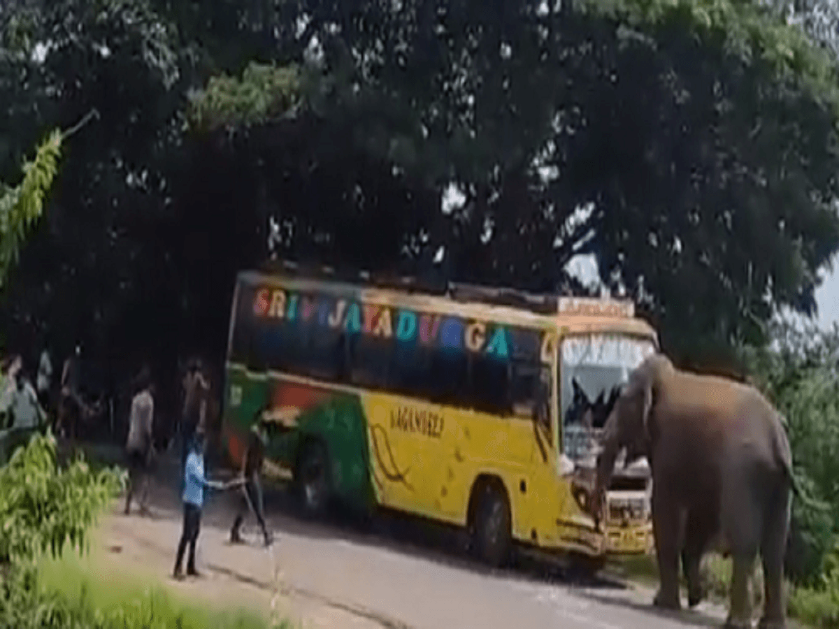 Elephant goes on rampage on highway in Andhra