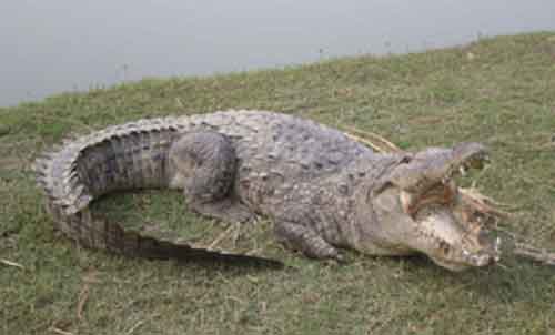 Seven-feet-long crocodile creates panic in UP’s Firozabad, rescued