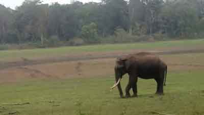 Woman trampled to death by wild tusker in K’taka village