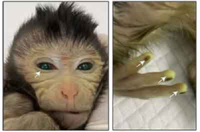 Chinese scientists show 1st live birth of a chimeric monkey using stem cells