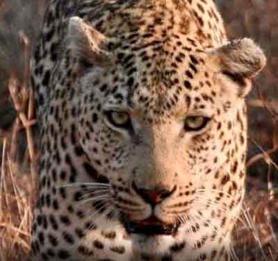 Leopard hit by vehicle on busy Lucknow road, dies