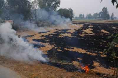 UP to distribute bio-decomposers to check stubble burning