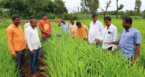 Farmers in six villages of Maharashtra’s Shirala ditch high-yielding varieties, switch to native paddy