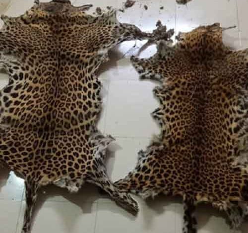 Leopard skins seized in Odisha village, one arrested
