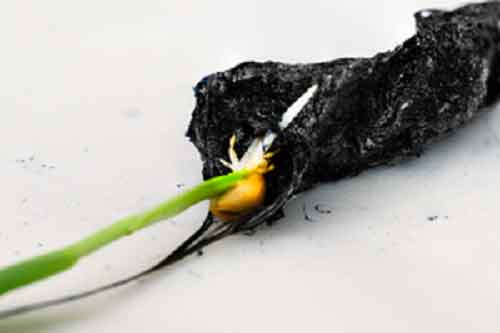 New ‘electronic soil’ may enhance crop growth