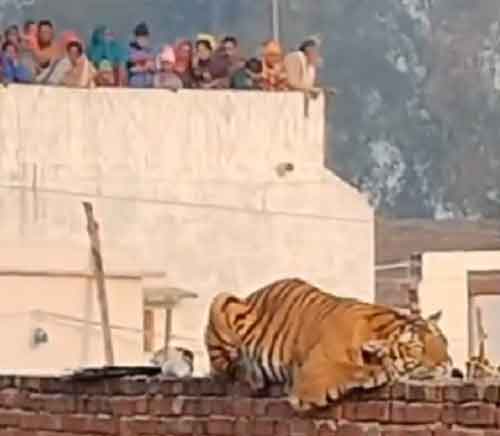 Tiger rests on wall as UP village waits for it to be captured