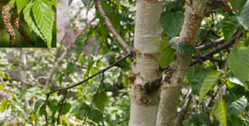 Japan-funded forestry project to revive ‘bhojpatra’ in Himachal