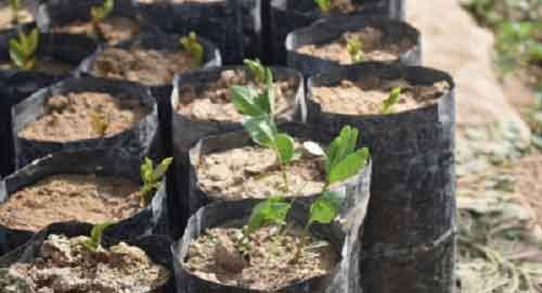 UP to plant 35 crore saplings in 2024 : Yogi Adityanath