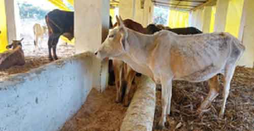 UP extends deadline for shifting stray cattle to cow shelters