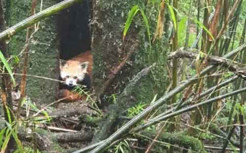 Darjeeling Zoo to get two male Red Pandas this month