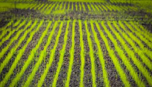 Punjab disburses Rs 19.83 crore to farmers opting for direct seeding of rice