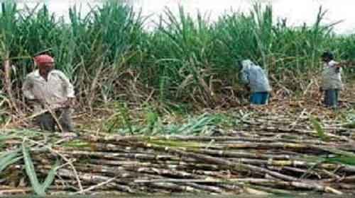 UP govt raises sugarcane MSP by Rs 20 for all categories