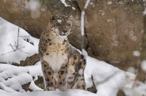 India home to 718 snow leopards; 241 caught on camera