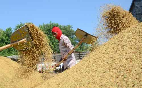 Centre fixes 320 lakh tonnes wheat procurement target, 6 lakh tonnes for millets