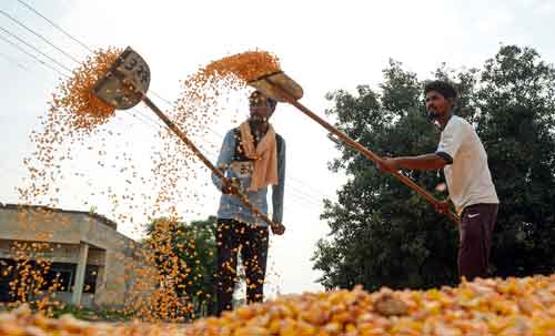 Resilient farm sector hemmed in by climate crisis, storage blues, export curbs