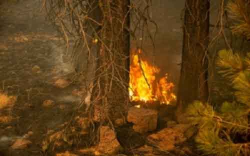 Death toll in Chile forest fires rises to 131