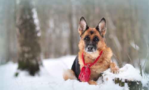 Loyal German Shepherd shields master’s body in icy Himachal terrain