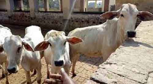 Varanasi to have country’s first conservation centre for Gangatiri cows