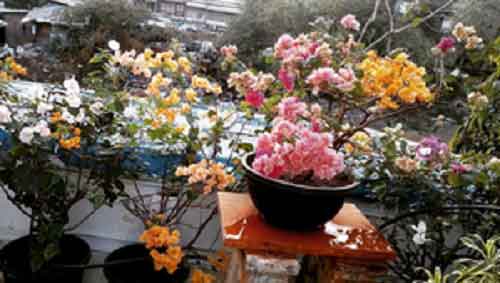 Mumbai flyovers to bloom with a riot of multi-coloured ‘bougainvilleas’