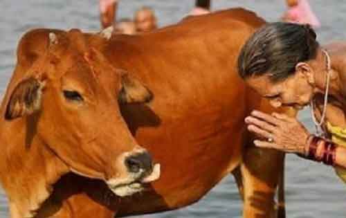 ‘Gau Sansad’ wants the cow to be declared ‘Mother of the Nation’