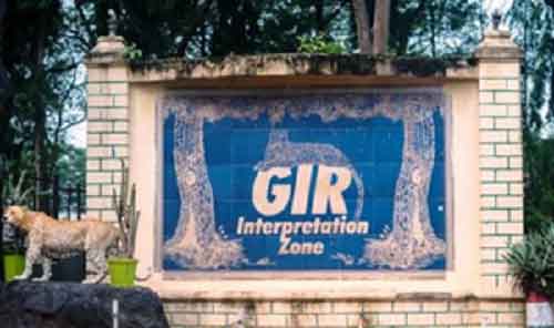 Gujarat govt allocates Rs 277cr for lion conservation in Gir region