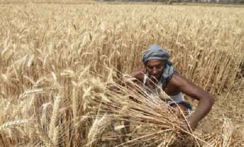 263 lakh ton of subsidized fertilizers provided to Punjab farmers in last 6 years: Govt data