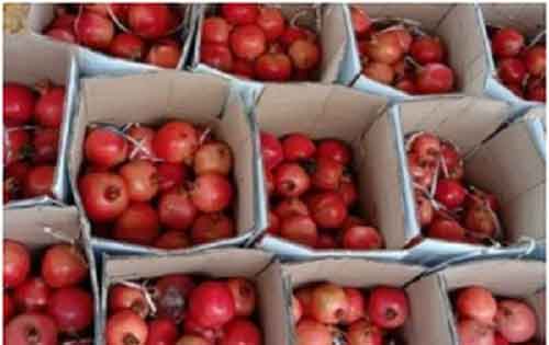 In a first, APEDA plans trial run of mango, pomegranate exports by sea to USA & Europe