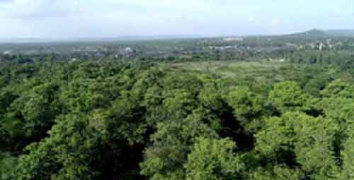 Coal PSUs enhance green cover with 235 lakh trees across 10,784 hectares