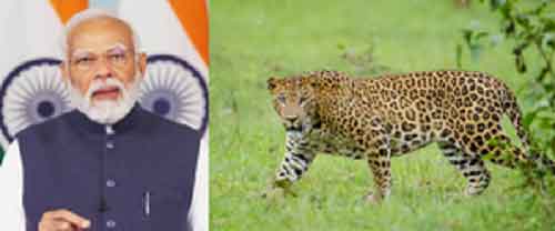 ‘Great News!’, PM Modi hails rise in country’s leopard population