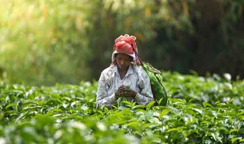 Commerce Ministry makes auction route must for dust tea in India