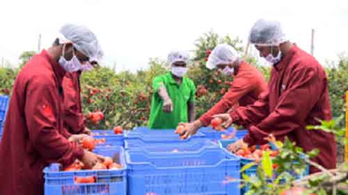 In a first, India exports pomegranates by sea to USA
