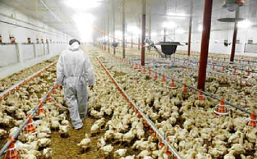 Poultry companies to log 5-6 pc revenue growth