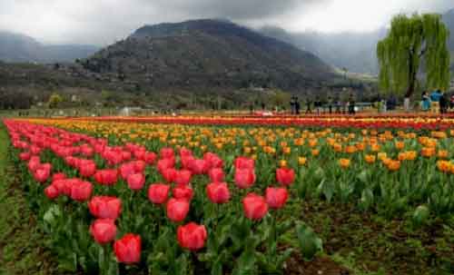 J&K: Asia’s largest Tulip garden to open for visitors on March 23