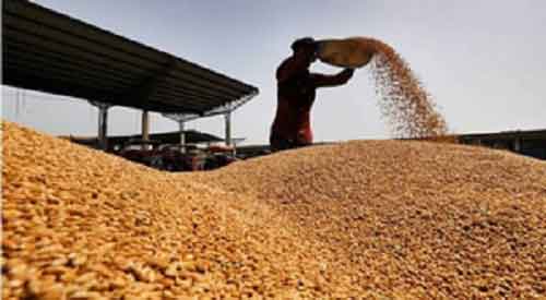 Govt says it has sufficient wheat stocks to keep price in check