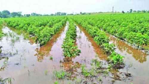Maha govt orders panchnama of unseasonal rain-hit crops spread over 50,000 hectares