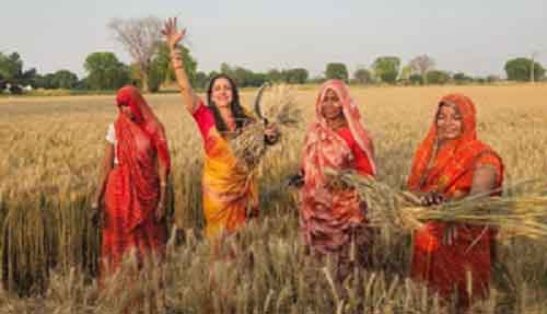 Hema Malini joins women harvesting wheat in Mathura