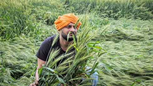 Punjab govt has failed to provide relief for crop loss: Congress leader