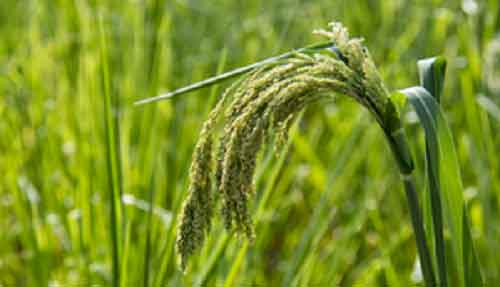 ICRISAT develops portable technology for testing crops’ nutrition level