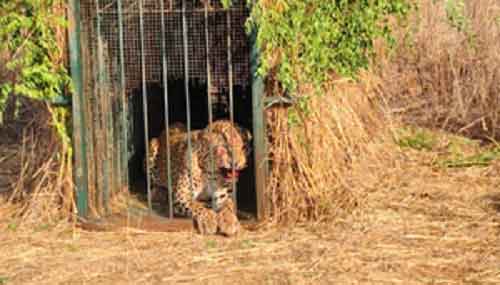 Elusive leopard finally trapped near Hyderabad Airport