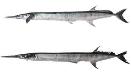 Two new species of needlefish from Indian waters identified by CMFRI