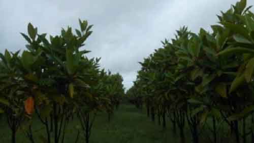 Air pollution increasingly threatening the mangrove ecosystem of Sunderbans: Study